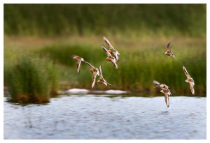 Kuovisirri (Calidris ferruginea) ja suosirri (Calidris alpina) 13.07.2008 Vaasa, Öskatan. Kuva: Miska Puumala