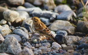 Lapinsirkku (Calcarius lapponicus) 1-kv., Mustasaari, Norrskär 18.09.1998. Kuva: Aarne Lahti.