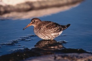 Merisirri (Calidris maritima), Mustasaari, Norrskär 07.10.1998. Kuva: Aarne Lahti. 