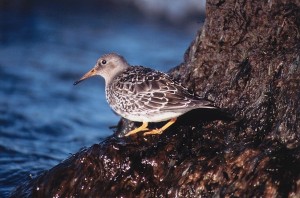 Merisirri (Calidris maritima), Mustasaari, Norrskär 10.1999. Kuva: Aarne Lahti