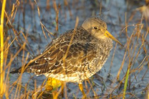 Merisirri (Calidris maritima), Uusikaarlepyy, Kallviken 11.10.2005. Kuva: Jouni Kannonlahti.