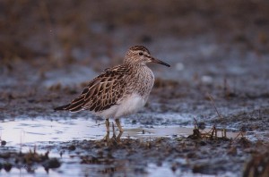 Palsasirri (Calidris melanotos) 1-kv., Mustasaari, Norrskär 30.09.1998. Kuva: Aarne Lahti.