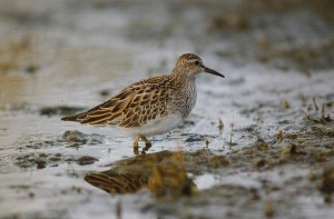 Palsasirri (Calidris melanotos) 1-kv., Mustasaari, Norrskär 30.09.1998. Kuva: Aarne Lahti.