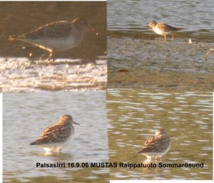 Palsasirri (Calidris melanotos) 16.09.2006 Mustasaari, Raippaluoto, Sommarösundin lietteet. Kuva: Joel Karvonen.