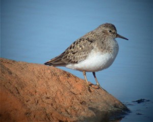 Lapinsirri (Calidris temminckii) 21.05.2004 Mustasaari, Norrskär. Kuva: Aarne Lahti.