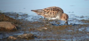 Pikkusirri (Calidris minuta) 21.05.2004 Mustasaari, Norrskär. Kuva: Aarne Lahti.