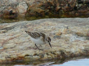 Pikkusirri (Calidris minuta) 07.09.2006 Maalahti, Lillgrynnan. Kuva: Esko Muurimäki.