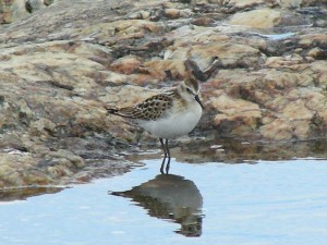 Pikkusirri (Calidris minuta) 07.09.2006 Maalahti, Lillgrynnan. Kuva: Esko Muurimäki.