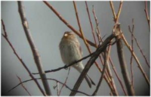 Vuorihemppo (Carduelis flavirostris) 30.03.2002 Maalahti, Petolahti. Kuva: Ari Veijalainen.