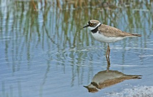 Pikkutylli (Charadrius dubius) 23.07.2007 Vaasa, Suvilahden kaatopaikka. Kuva: Aarne Lahti.