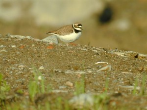 Pikkutylli (Charadrius dubius) 14.05.2003 Vaasa, Suvilahden kp. Kuva: Joel Karvonen