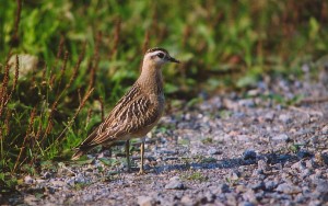 Keräkurmitsa (Charadrius morinellus) 09.2001, Vaasa-Mustasaari, Söderfjärden. Kuva: Aarne Lahti.  