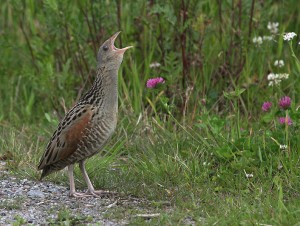 Ruisrääkkä (Crex crex) 07.2008 Vaasa. Kuva: Aarne Lahti.