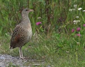 Ruisrääkkä (Crex crex) 07.2008 Vaasa. Kuva: Aarne Lahti.