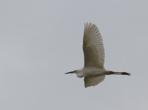 Jalohaikara (Egretta alba) 13.05.2011 Vaasa, Kuparisaari. Kuva: Roland Lillkåla.