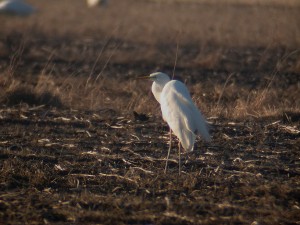 Jalohaikara (Egretta alba)  27.03.2007 Maalahti, Petolahti, Bjurnäs. Kuva: Aarne Lahti.