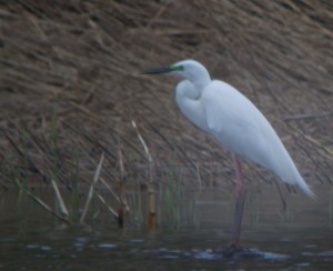 Jalohaikara (Egretta alba) 13.05.2011 Vaasa, Kuparisaari. Kuva: Roland Lillkåla.