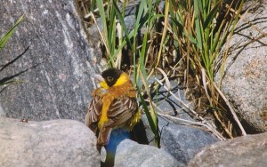 Mustapääsirkku (Emberiza melanocephala) +1-kv. koiras, Korsnäs, Harrström 13.08.2000. Kuva: Aarne Lahti.