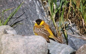 Mustapääsirkku (Emberiza melanocephala) +1-kv. koiras, Korsnäs, Harrström 13.08.2000. Kuva: Aarne Lahti.