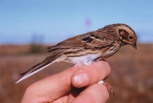 Pikkusirkku (Emberiza pusilla) 1-kv., Mustasaari, Norrskär 15.09.2000. Kuva: Aarne Lahti.