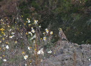 Tunturikiuru (Eremophila alpestris) 02.03.2004 Vöyri, Jörala. Kuva: Tomas Klemets.