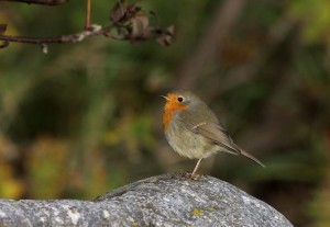 Punarinta (Erithacus rubecula) 06.10.2007 Mustasaari, Östra Norrskär. Kuva: Aarne Lahti.