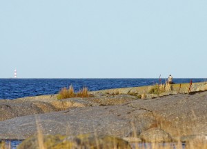 Muuttohaukka (Falco peregrinus) 08.10.2008 Mustasaari, Norrskär. Kuva: Aarne Lahti.