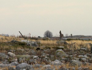 Tunturihaukka (Falco rusticolus) 12.10.2008 Mustasaari, Norrskär. Kuva: Aarne Lahti.