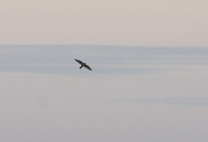 Tunturihaukka (Falco rusticolus) 12.10.2008 Mustasaari, Norrskär. Kuva: Aarne Lahti.