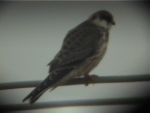 Punajalkahaukka (Falco vespertinus) 09.2001 Vaasa-Mustasaari, Söderfjärden. Kuva: Jari Helstola.