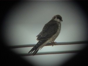 Punajalkahaukka (Falco vespertinus) 09.2001 Vaasa-Mustasaari, Söderfjärden. Kuva: Jari Helstola.