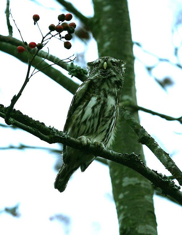 Varpuspöllö (Glaucidium passerinum) 20.11.2006 Vaasa, Haapaniemi. Kuva: Aarne Lahti.