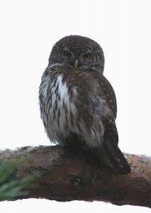 Varpuspöllö (Glaucidium passerinum) 20.11.2006 Vaasa, Haapaniemi. Kuva: Aarne Lahti. 