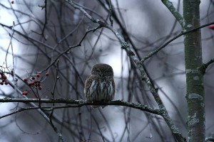 Varpuspöllö (Glaucidium passerinum) 20.11.2006 Vaasa, Haapaniemi. Kuva: Aarne Lahti. 