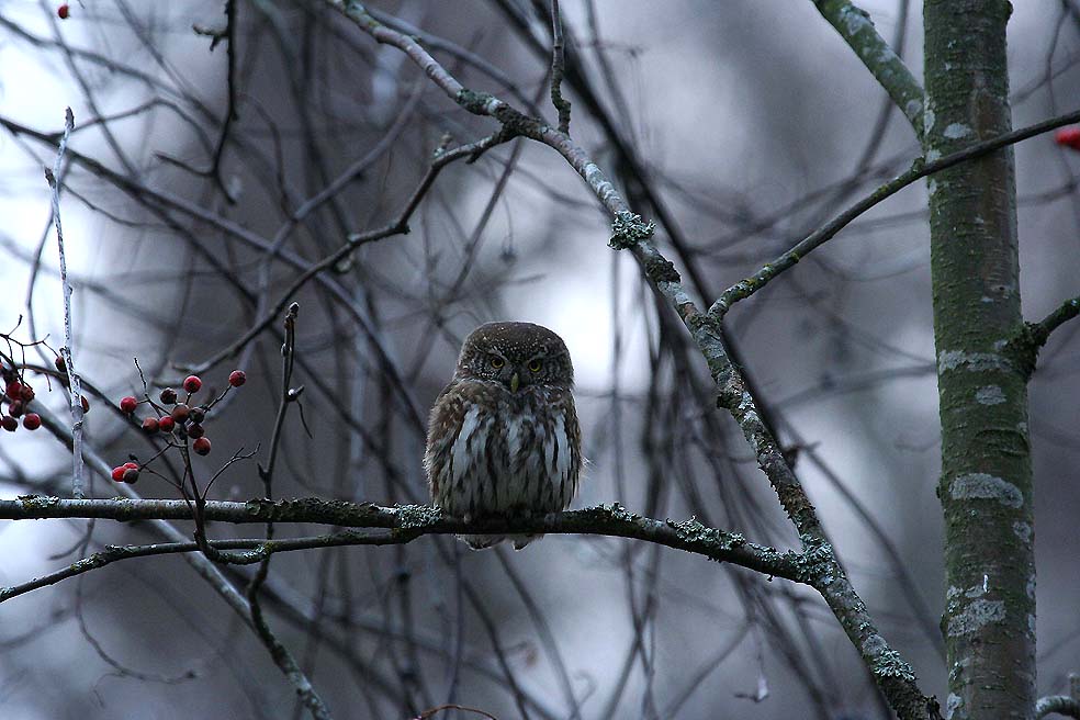 Varpuspöllö (Glaucidium passerinum) 20.11.2006 Vaasa, Haapaniemi. Kuva: Aarne Lahti.