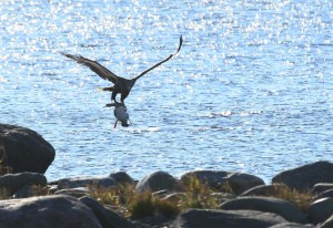 Merikotka (Haliaetus albicilla) 11.10.2007 Mustasaari, Östra Norrskär. Kuva: Aarne Lahti.