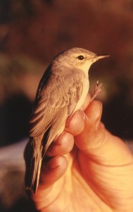 Pikkukultarinta (Hippolais caligata), Mustasaari, Östra Norrskär 05.10.1999. Kuva: Aarne Lahti.