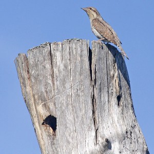 Käenpikka (Jynx torquila) 27.06.2008 Vöyri, Höjsal. Kuva: Aarne Lahti.