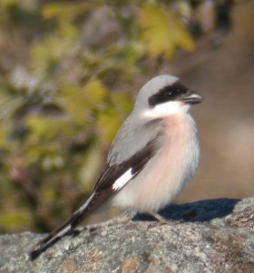 Mustaotsalepinkäinen (Lanius minor), Mustasaari, Klubbskat 06.2004. Kuva: Aarne Lahti.