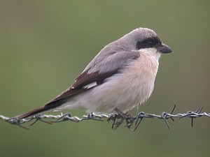 Mustaotsalepinkäinen (Lanius minor) 14.06.2005 Vaasa, Runsor. Kuva: Aarne Lahti. 