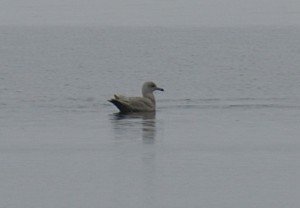 Isolokki (Larus hyperboreus) 2-kv. Vaasa, Palosaari, Pått 10.04.2006. Kuva: Jouni Kannonlahti.