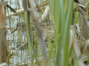 Jänkäsirriäinen (Limicola falcinellus) 01.06.2003 Mustasaari, Raippaluoto, Finnvikarna. Kuva: Joel Karvonen.