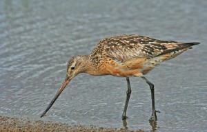 Punakuiri (Limosa lapponica) 28.07.2007 Vaasa, Öskatan. Kuva: Aarne Lahti.