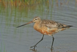 Punakuiri (Limosa lapponica) 28.07.2007 Vaasa, Öskatan. Kuva: Aarne Lahti.