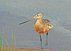 Punakuiri (Limosa lapponica) 28.07.2007 Vaasa, Öskatan. Kuva: Aarne Lahti.