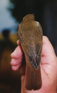 Etelänsatakieli (Luscinia megarhynchos) +1-kv., Mustasaari, Norrskär 29.09.1999. Kuva: Aarne Lahti. 