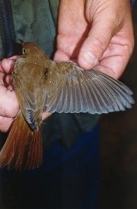 Etelänsatakieli (Luscinia megarhynchos) +1-kv., Mustasaari, Norrskär 29.09.1999. Kuva: Aarne Lahti. 