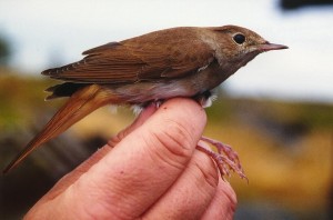 Etelänsatakieli (Luscinia megarhynchos) +1-kv., Mustasaari, Norrskär 29.09.1999. Kuva: Aarne Lahti. 