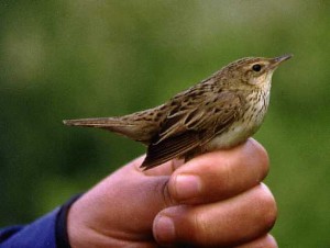 Viirusirkkalintu (Locustella lanceolata), Mustasaari, Panike 06.1998. Kuva: Aarne Lahti.