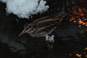 Jänkäkurppa (Lymnocryptes minimus) 20.01.2010 Vaasa, Huutoniemi. Kuva: Aarne Lahti.